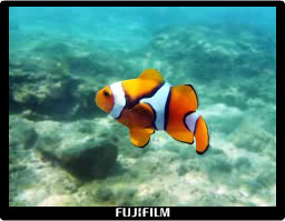 FinePix XP150 : Grabación de vídeo submarino con una pulsación